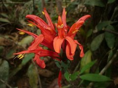 Pachystachys coccinea