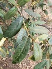 Quercus × dysophylla