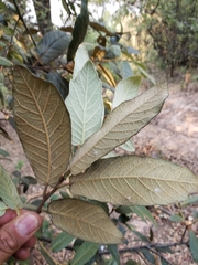 Quercus × dysophylla