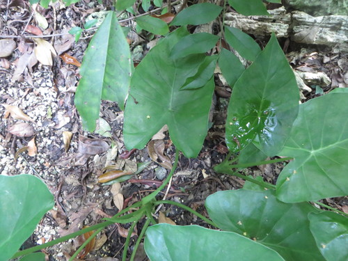 Alocasia fornicata, photograph 3
