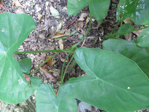 Alocasia fornicata, photograph 2