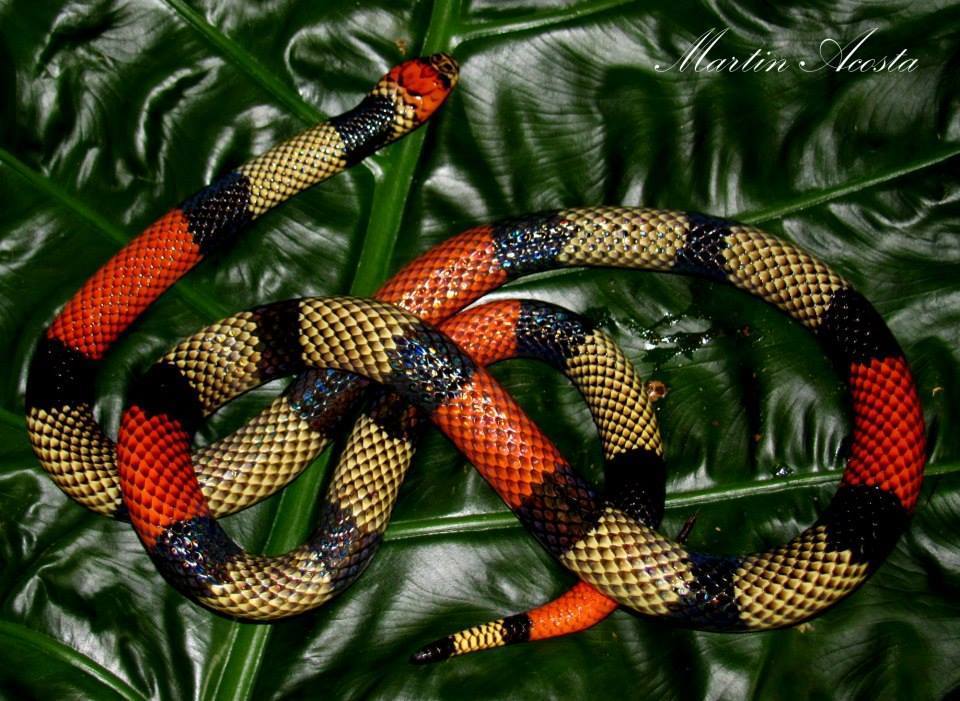Bolivian Coral Snake