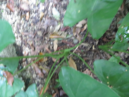 Alocasia fornicata, photograph 5