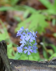 Phlox divaricata divaricata
