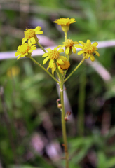 Packera pseudaurea