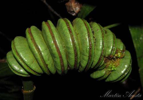 Cyclanthus bipartitus
