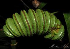 Cyclanthus bipartitus