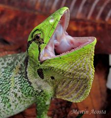 Polychrus marmoratus