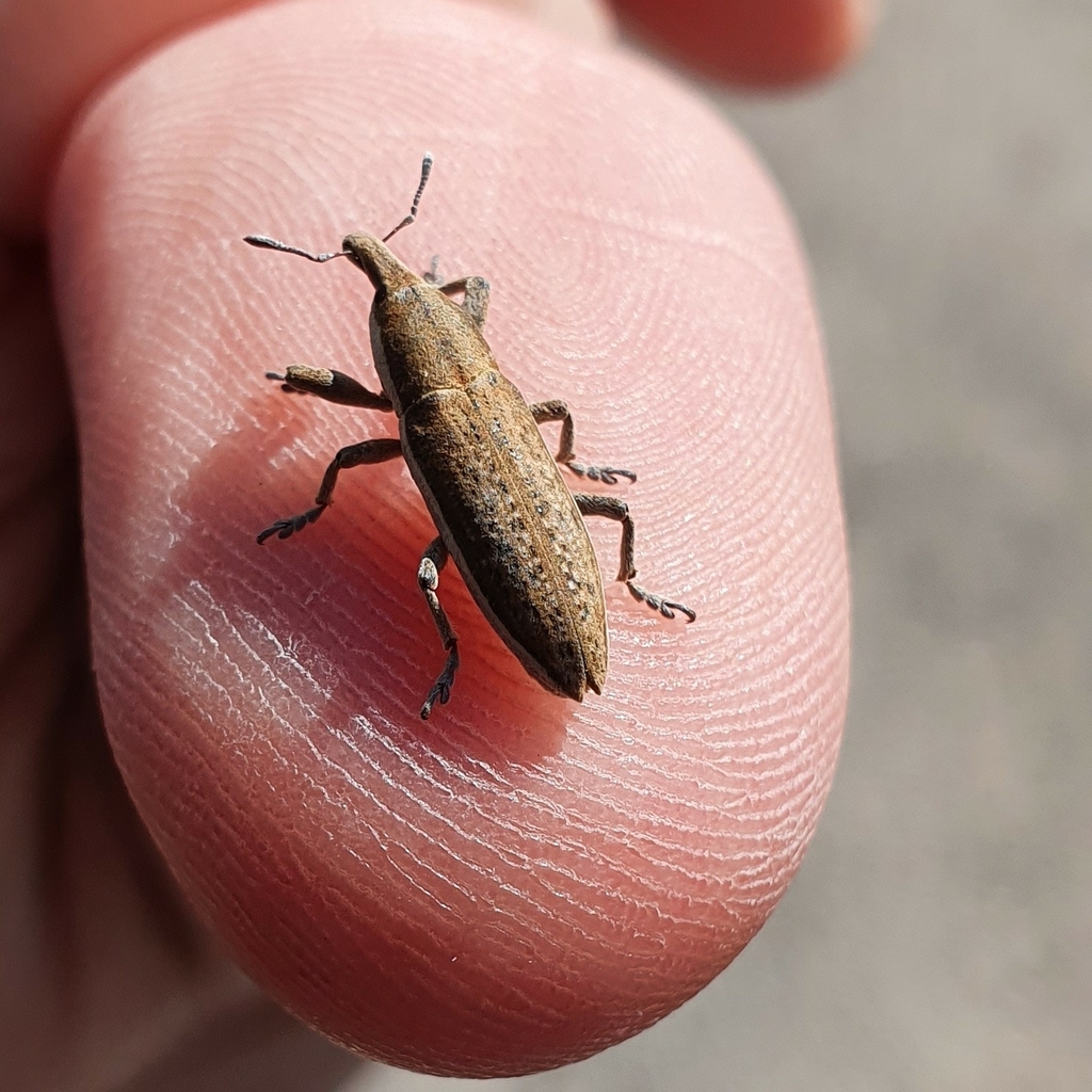 Lixus ascanii