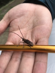 Monochamus alternatus