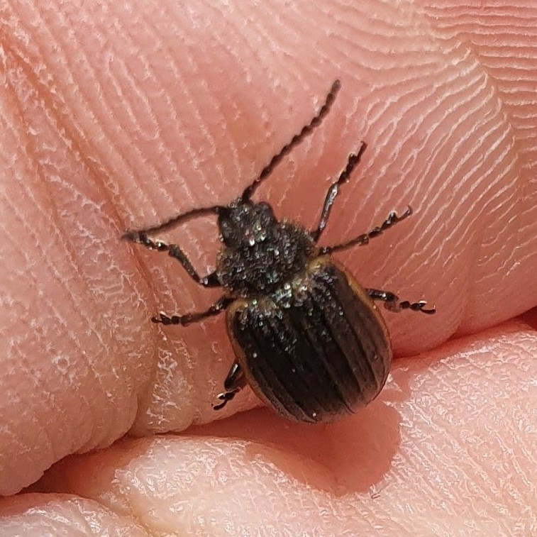 Galeruca pomonae
