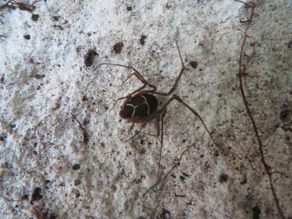 Cynortoides quadrispinosa