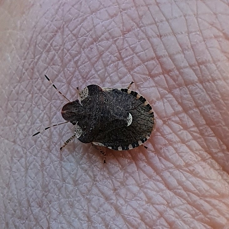 White-shouldered Shieldbug