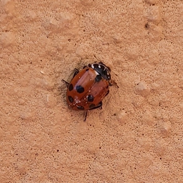 Variegated Lady Beetle