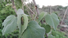 Agaeocera scintillans