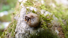 Helicodonta angigyra