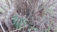 Ferocactus herrerae