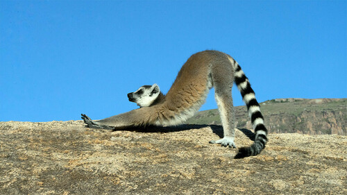 Ring-tailed Lemur, Ihorombe, MG-FI, MG, photo 10 of 10