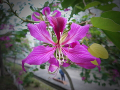 Bauhinia