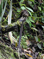Lyre-Tailed Nightjar photo 5