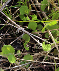 Packera pseudaurea