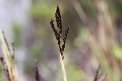 Chusquea montana, photograph (c) Cesar Ormazabal, some rights reserved (CC BY)