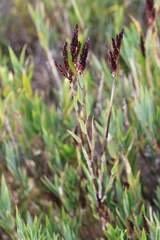 Chusquea montana, photograph (c) Cesar Ormazabal, some rights reserved (CC BY)