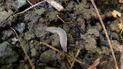 Tandonia rustica