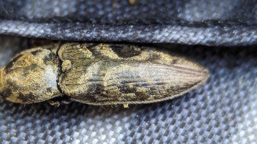 chequered click beetle, Noordwijkerhout, Nederland, photo 9 of 10