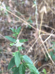 Scutellaria californica