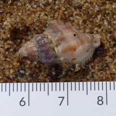 Urosalpinx cinerea image