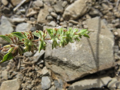 Minthostachys acutifolia