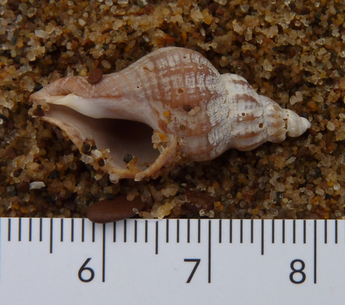 Eastern Oyster Drill