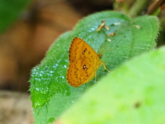 Tetragonus lycaenoides