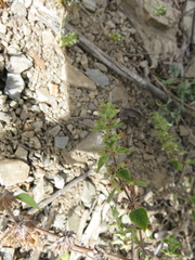 Minthostachys acutifolia