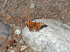 Nymphalini