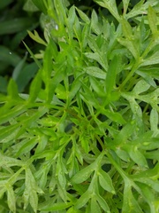 Cosmos caudatus