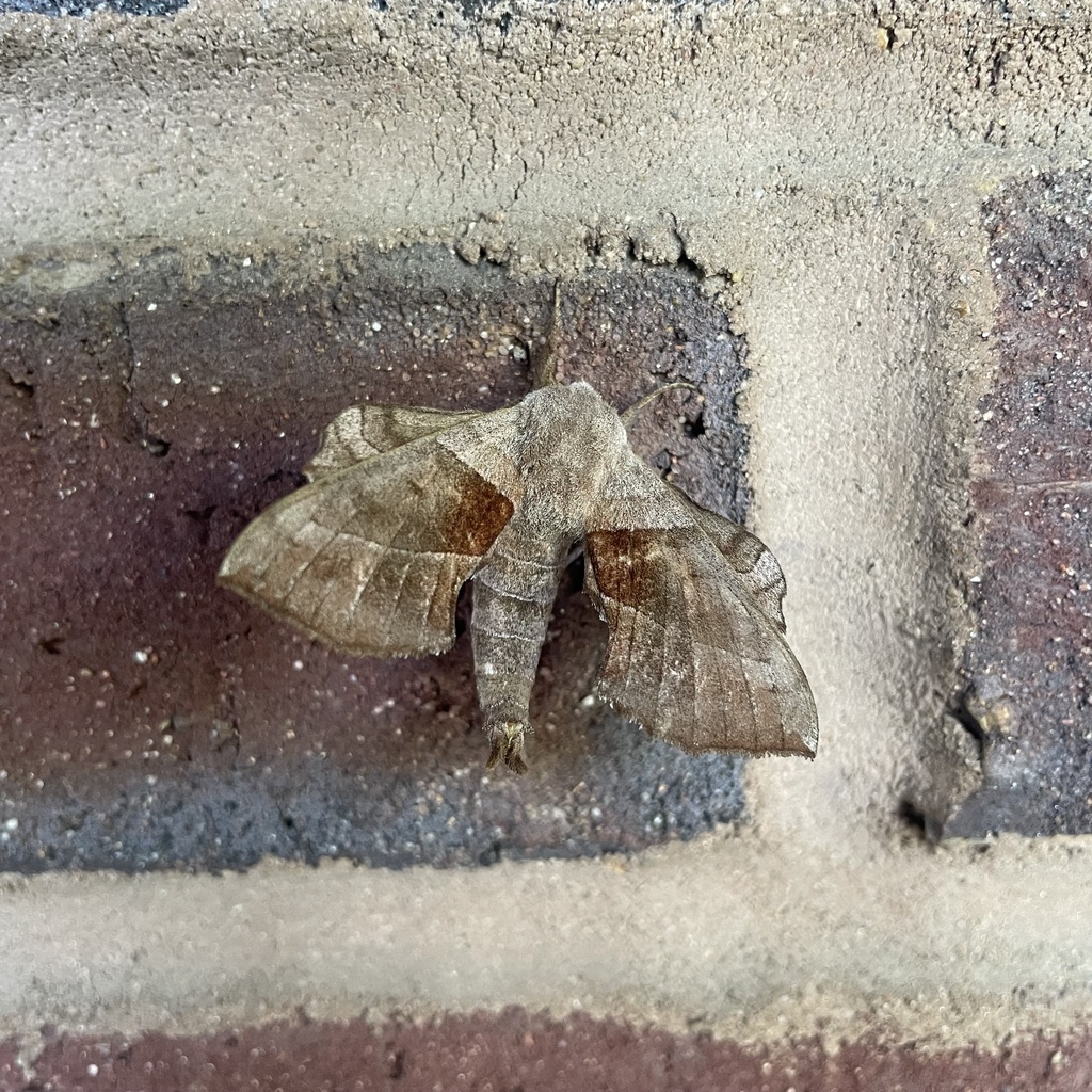 Walnut Sphinx from N College Ave, Fayetteville, AR, US on May 7, 2024 ...