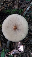 Basidiomycota