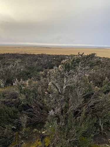 Mulguraea tridens, photograph 6