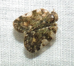 Aprivesa