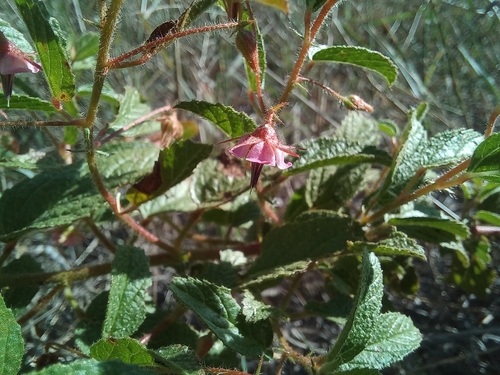 Hermannia glanduligera