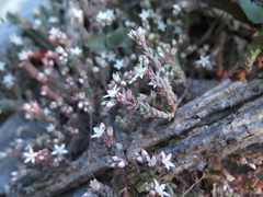 Sedum potosinum
