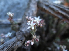 Sedum potosinum