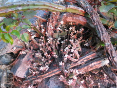 Sedum potosinum