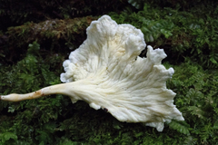 Cantharellus insignis