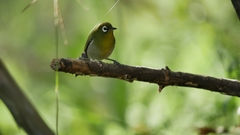 Zosterops xanthochroa