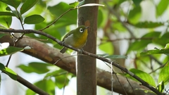 Zosterops xanthochroa