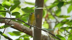 Zosterops xanthochroa