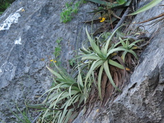 Agave bracteosa